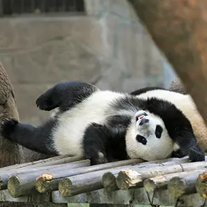 Chongqing Zoo
